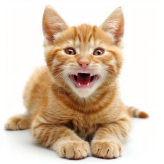 cat portrait against a white backdrop