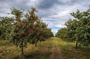 Ripening cherries on orchard tree