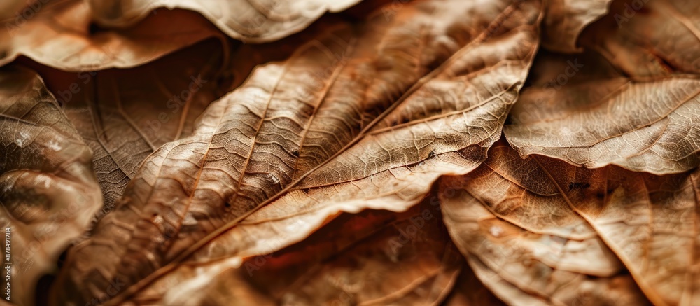 Poster close-up image of dried leaf fibers with copy space image.