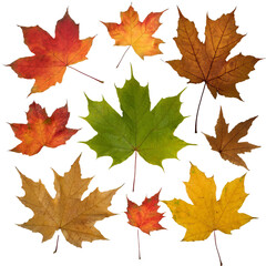 Obraz premium A variation of dry maple leafs isolated on white background