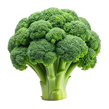 broccoli isolated on white background.