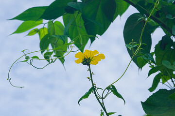 Yellow Sponge Gourd Flower