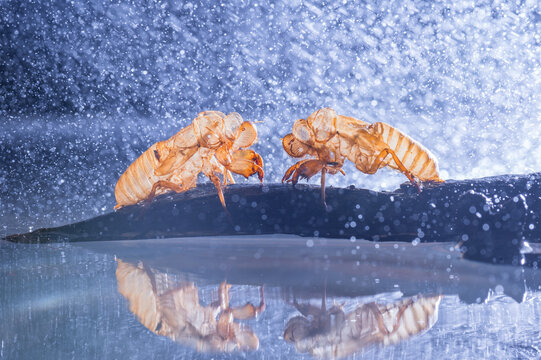Two cicadas molt with shadow on the dry tree branch and water drop background.Insect wildlife animal on rain drop background.