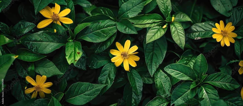 Poster bright yellow flowers contrast beautifully with green foliage in photos with a background of leaves,