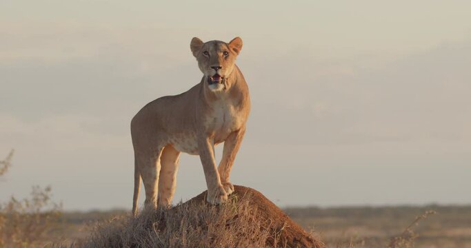 wide shot of a Lioness (Panthera Leo) scanning the savanna grasslands during a tranquil sunset  in kenya.