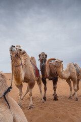 Close un portrait of the three funny camels in desert of Inner Mongolia, China