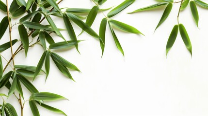 Bamboo branches isolated on a white background