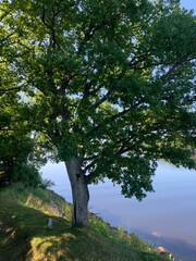 tree in the forest