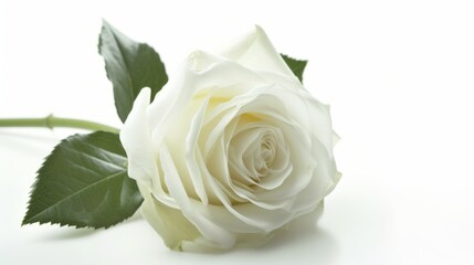 White rose isolated on a white background