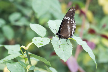 Beautiful Great Eggfly (Hypolimnas bolina) butterfly.