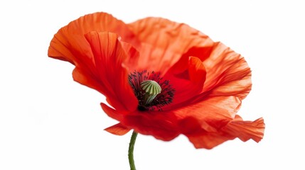 Red poppy isolated on a white background