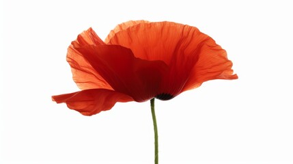 Red poppy isolated on a white background