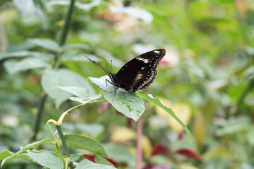 Fototapeta premium Beautiful Great Eggfly (Hypolimnas bolina) butterfly.