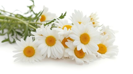 Fototapeta premium Fragment of a daisy bouquet isolated on a white background