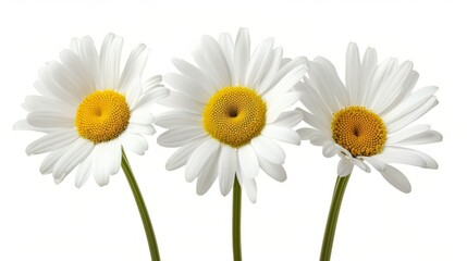 Fototapeta premium Three daisies (anthemis) isolated on a white background