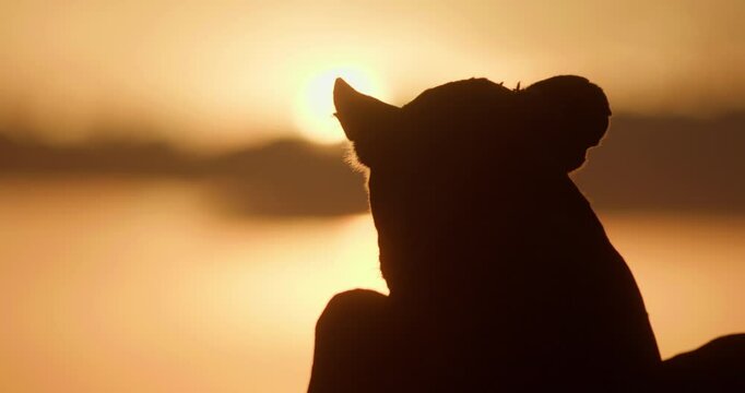 silhouette close up of a Lioness' (Panthera Leo) head as it yawns at sunset in kenya.