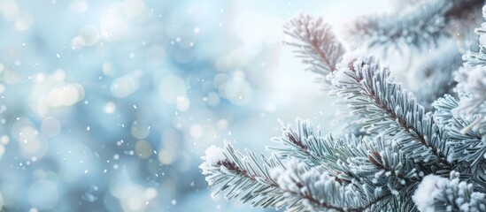 Snow-covered frozen pine tree branches with copy space image.