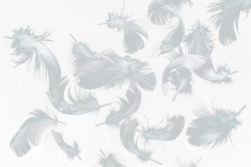 White feathers floating in the air, Realistic volumetric fluffy twirled feathers set, white feathers isolated on transparent background