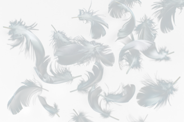 White feathers floating in the air, Realistic volumetric fluffy twirled feathers set, white feathers isolated on transparent background