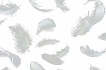 White feathers floating in the air, Realistic volumetric fluffy twirled feathers set, white feathers isolated on transparent background