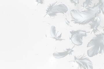 White feathers floating in the air, Realistic volumetric fluffy twirled feathers set, white...