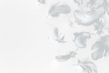 White feathers floating in the air, Realistic volumetric fluffy twirled feathers set, white feathers isolated on transparent background