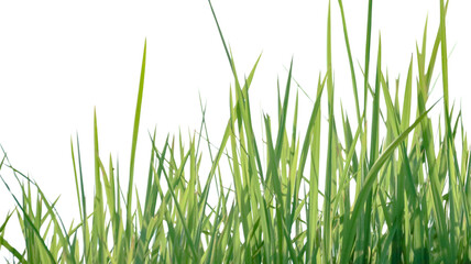 A cut-out of a clump of green tall grass on a white background with clipping paths.