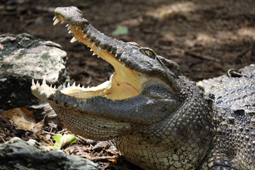 Close up crocodile is action show head in garden