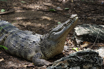Close up crocodile is action show head in garden