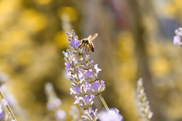 Abeille volant sur une fleur de lavande