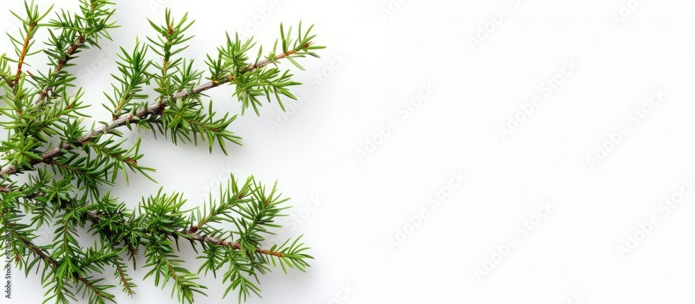 Poster top view copy space image featuring a juniper branch on a white background, ideal for image editing 