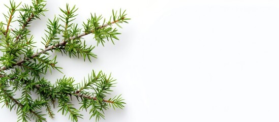 Obraz premium Top view copy space image featuring a juniper branch on a white background, ideal for image editing and design purposes.