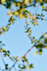 Blue sky with tiny moon surrounded by several blooming plum or apple tree branches with green leaves on spring or summer day