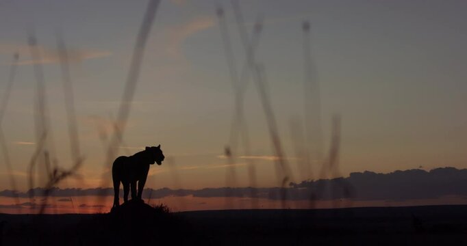silhouette wide shot of a Lioness (Panthera Leo) peering over the savanna at sunset  in kenya