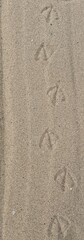 nature patterns in the sand