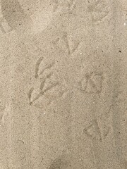 bird tracks in the beach sand