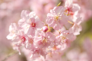 春の日差しを浴びて輝く満開の河津桜