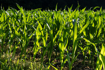 Obraz premium Young fresh green corn plants in a field with black background. Backlight