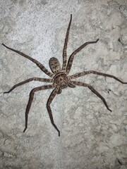 Giant house spider (Eratigena atrica) on a rock.