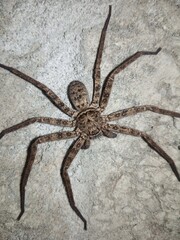 Giant house spider (Eratigena atrica) on a rock.