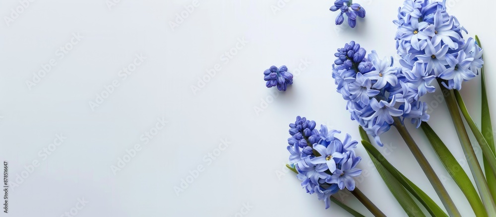 Aufkleber hyacinth flowers in blue shade arranged on a plain white backdrop with space available for text or o