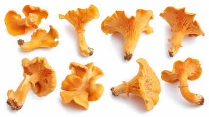 Fototapeta premium Collection of fresh chanterelles on a white background