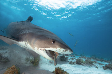 A Tiger shark eats pieces of fish.