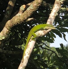 Lizard/Gecko hanging out on a tree near a patio