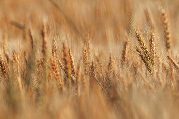 Obraz premium Close up of wheat ears, field of wheat in a summer day.
