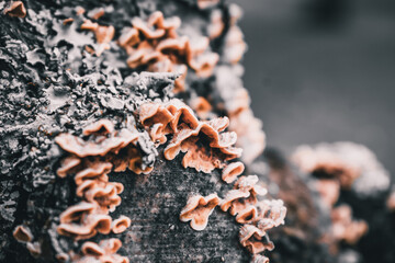 lichen us in the trunk of a tree