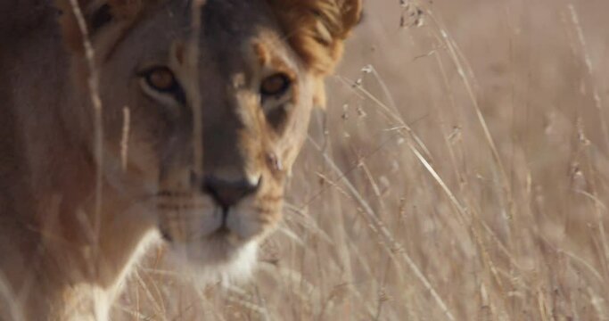 close up pan shot of a lioness' (Panthera Leo) head roaming the savanna while looking directly at the camera during morning in kenya