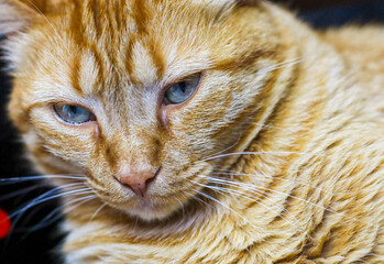 close up portrait of a cat