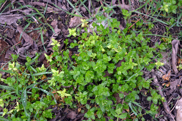 Beautiful nature, spring weather with new greenery, flowers and plants. Green small greenery, grass, small flowers, green meadow.