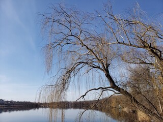 tree on the river